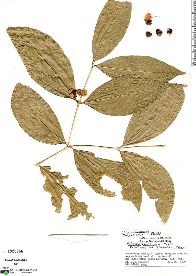 Acanthocladus scleroxylon photo 4