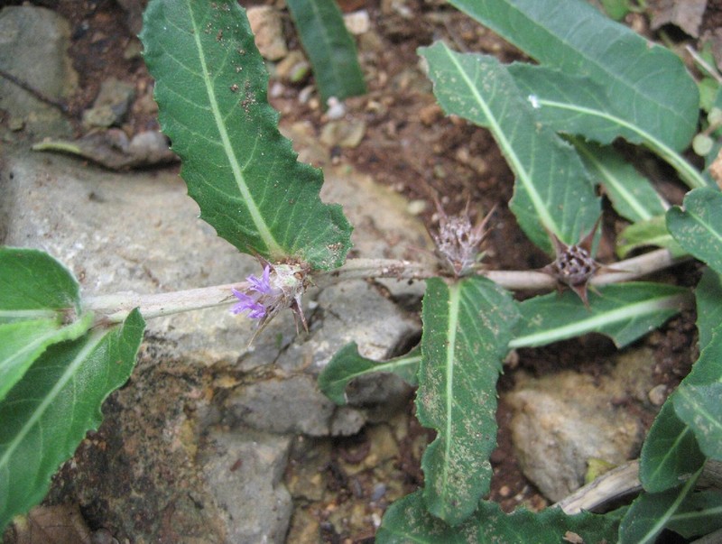 Acanthodesmos gibarensis