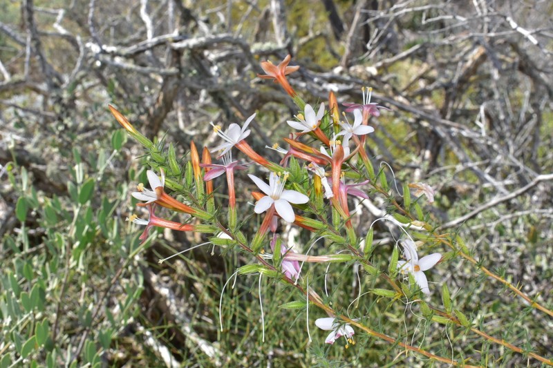 Acanthogilia gloriosa