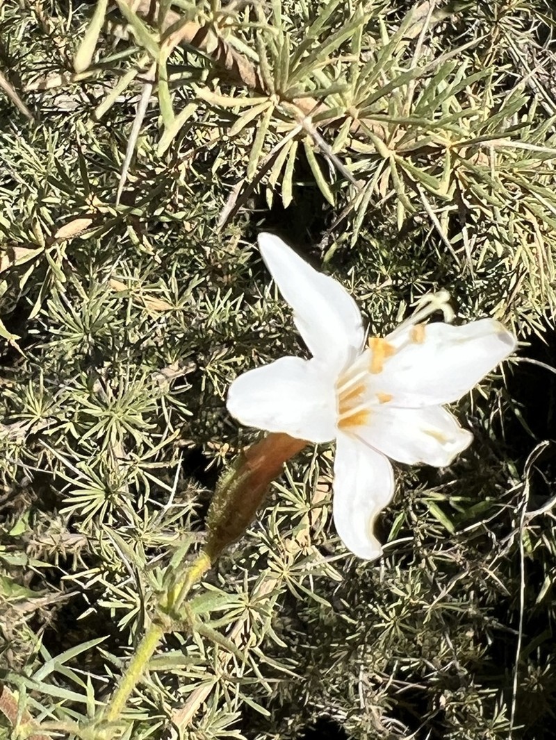 Acanthogilia gloriosa photo 4