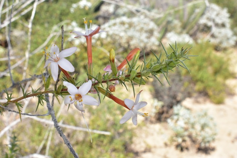 Acanthogilia gloriosa photo 5