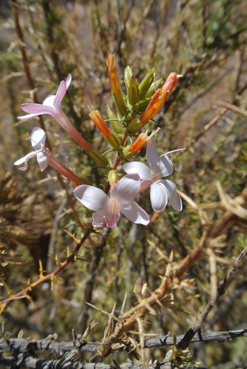 Acanthogilia gloriosa photo 6