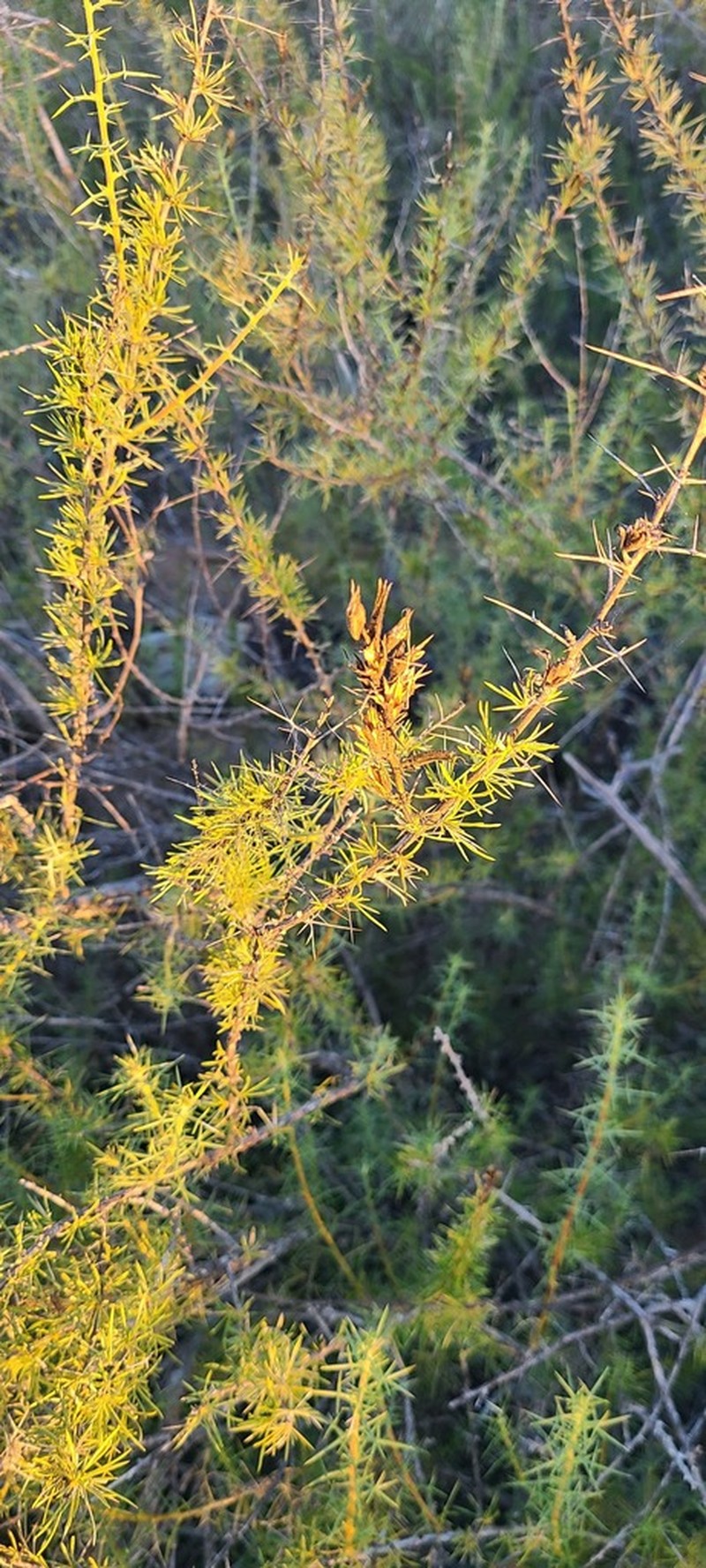 Acanthogilia gloriosa photo 8