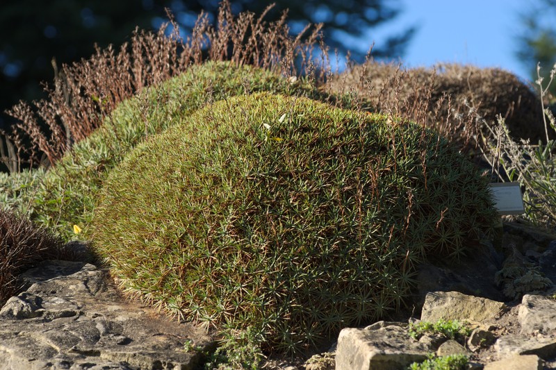 Acantholimon acerosum