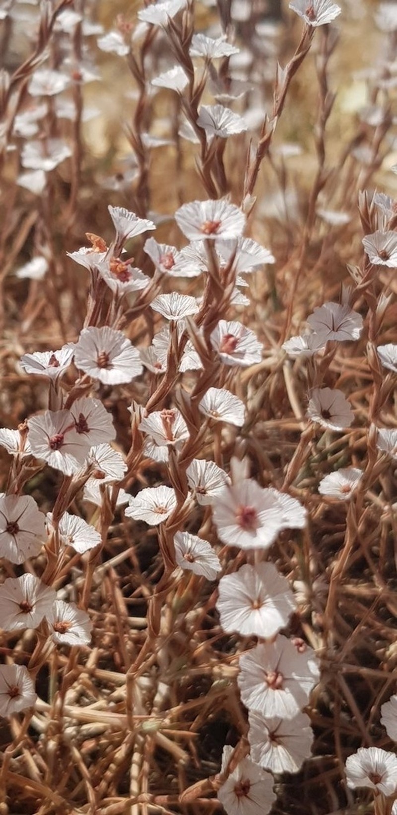 Acantholimon acerosum photo 2