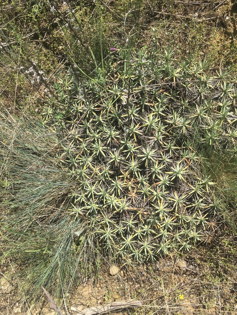 Acantholimon acerosum photo 3