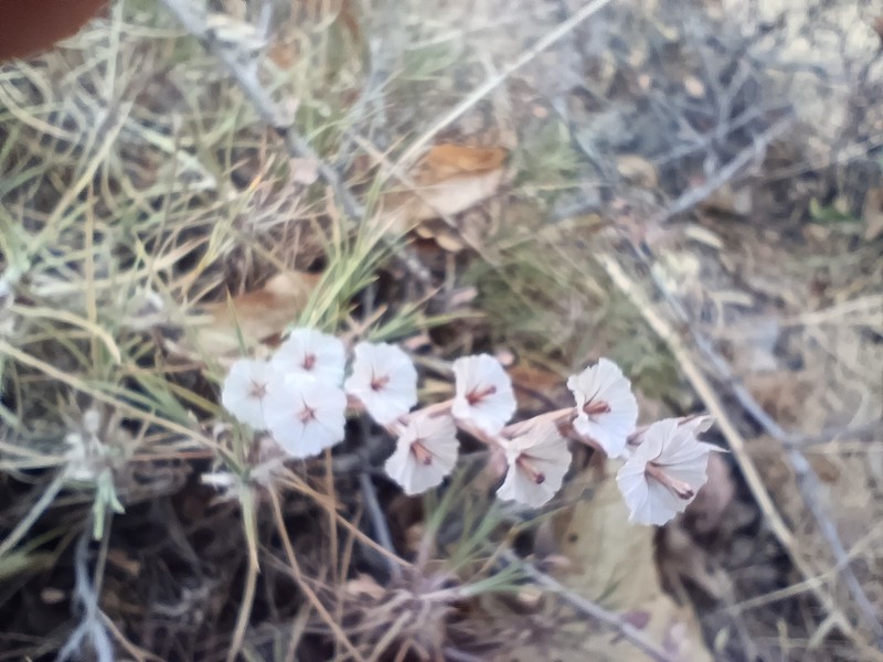 Acantholimon acerosum photo 4
