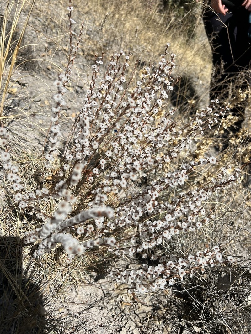 Acantholimon acerosum photo 5