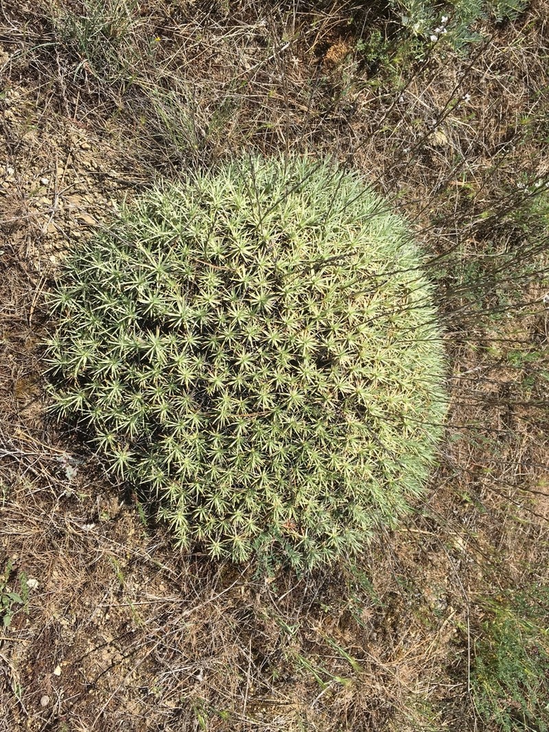 Acantholimon acerosum photo 6