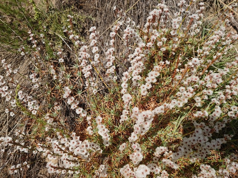 Acantholimon acerosum photo 7