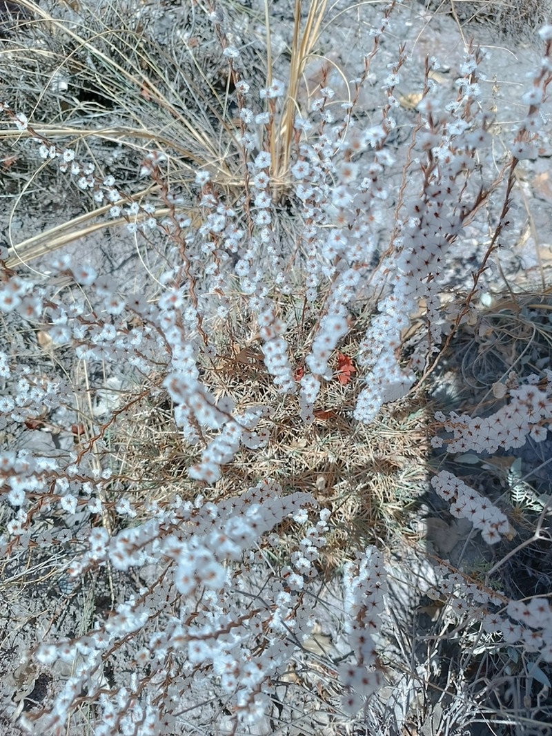 Acantholimon acerosum photo 8