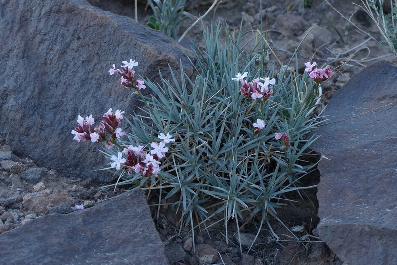 Acantholimon acmostegium