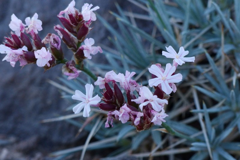 Acantholimon acmostegium photo 3