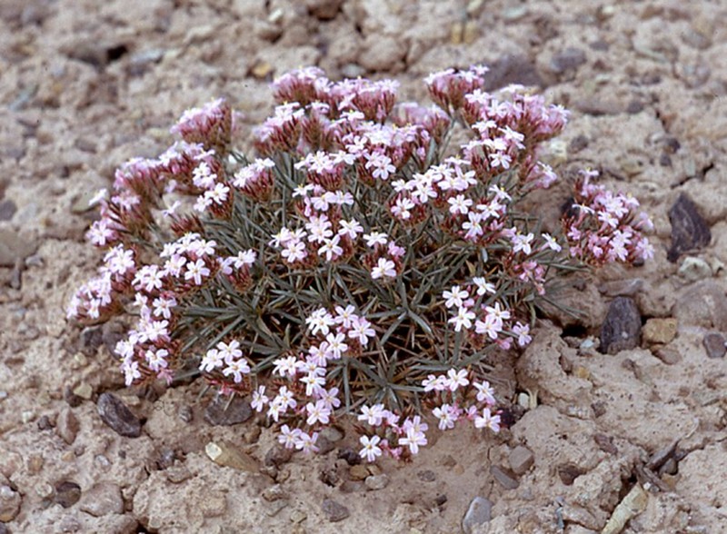 Acantholimon acmostegium photo 4