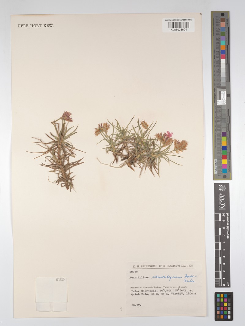 Acantholimon acmostegium photo 5