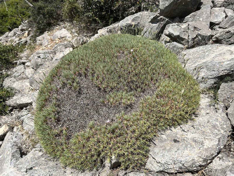 Acantholimon aegaeum