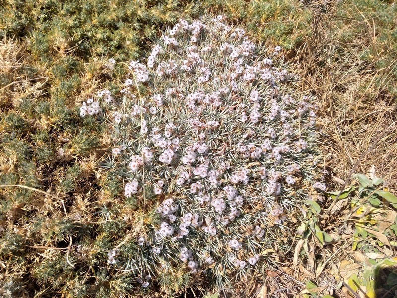 Acantholimon aegaeum photo 2