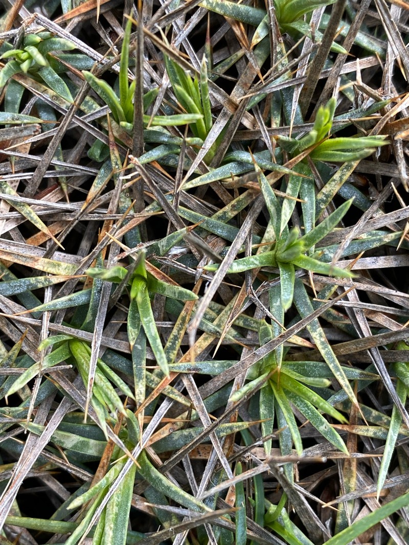 Acantholimon aegaeum photo 3