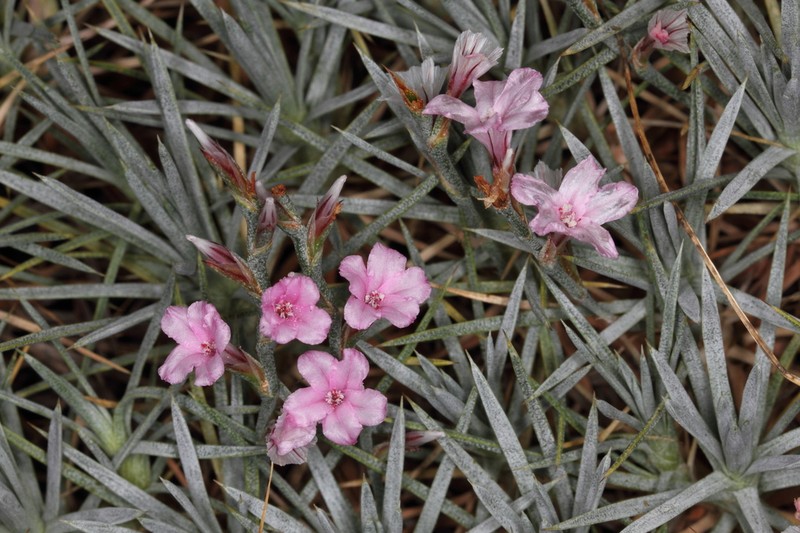 Acantholimon aegaeum photo 5