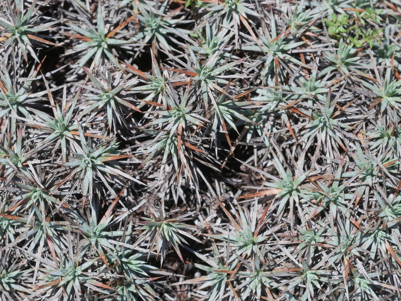 Acantholimon aegaeum photo 6