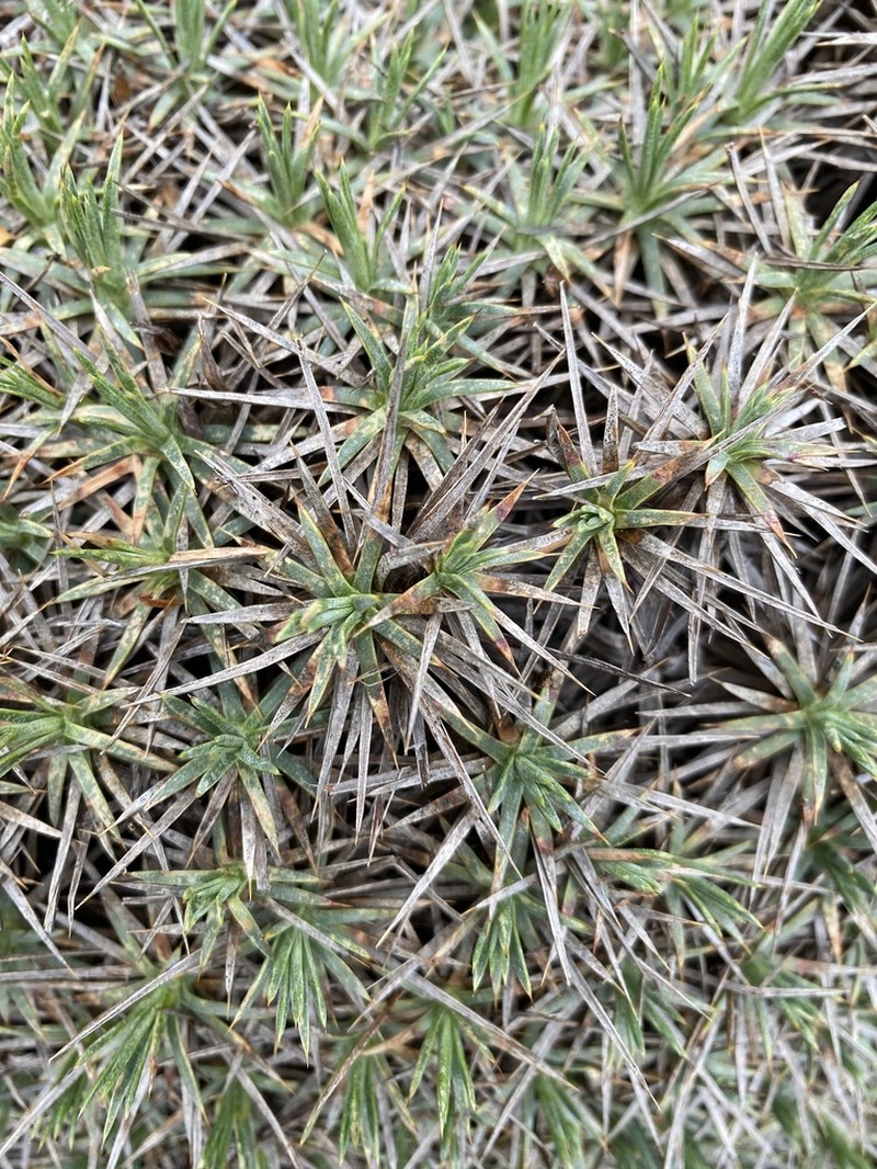 Acantholimon aegaeum photo 7