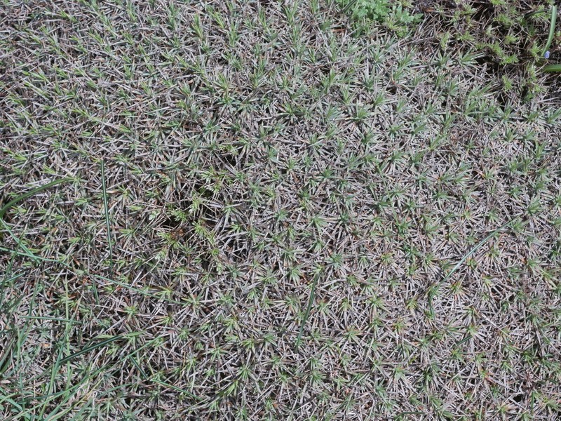 Acantholimon aegaeum photo 8