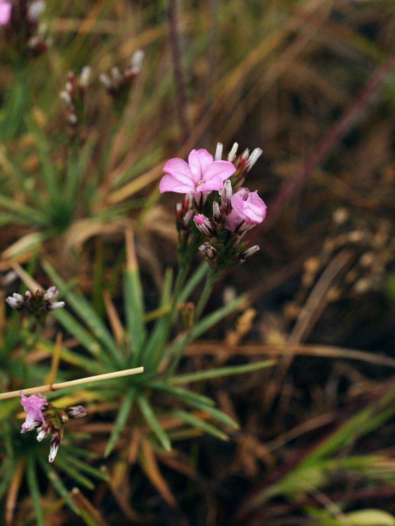 Acantholimon alatavicum