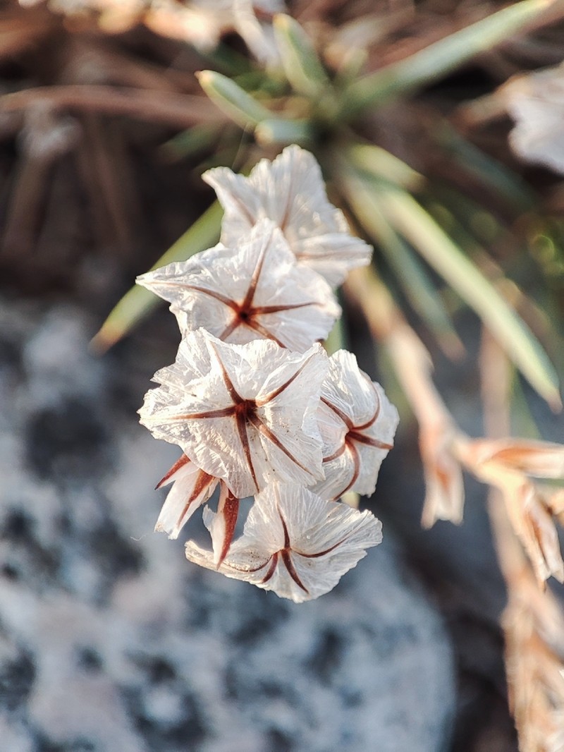 Acantholimon alatavicum photo 2
