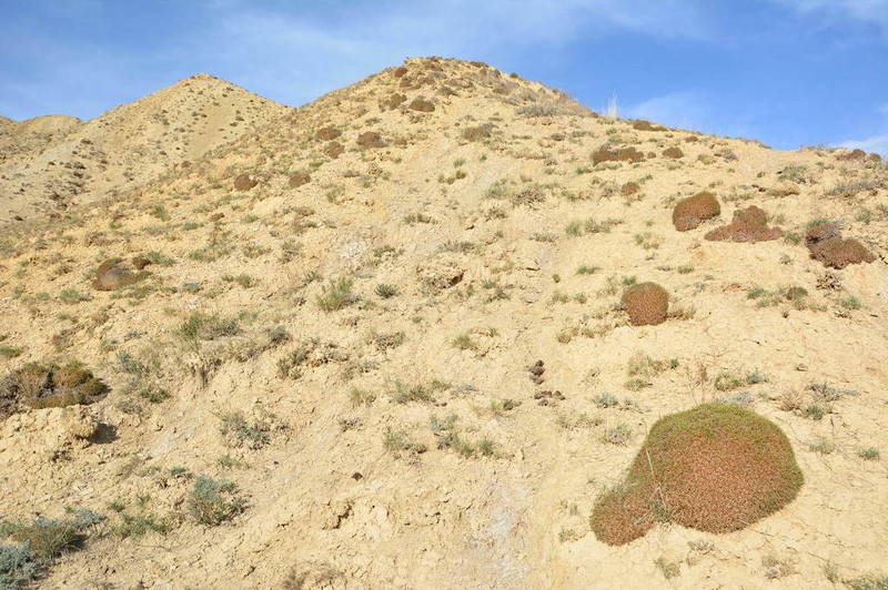 Acantholimon alatavicum photo 3