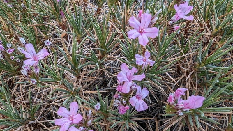 Acantholimon alatavicum photo 4