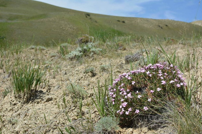Acantholimon alatavicum photo 5