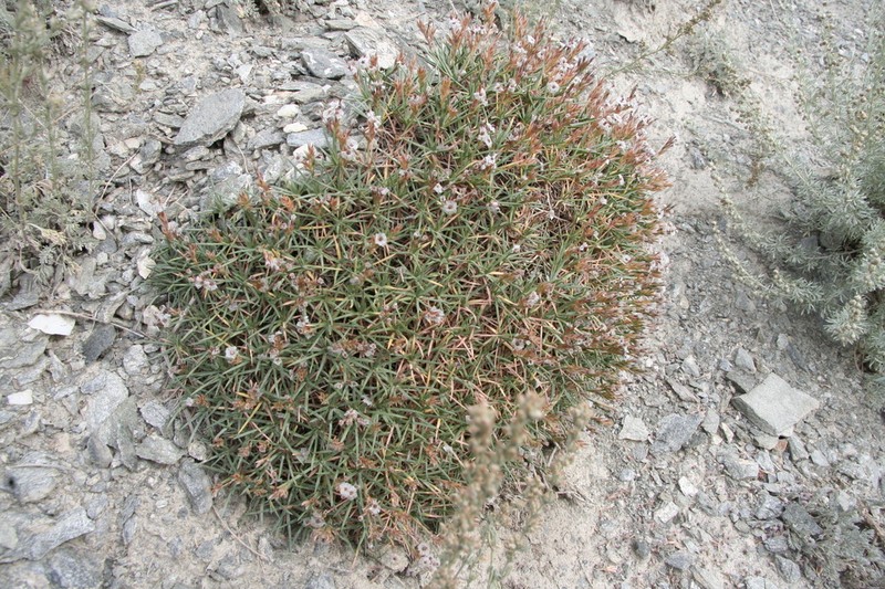 Acantholimon alatavicum photo 6