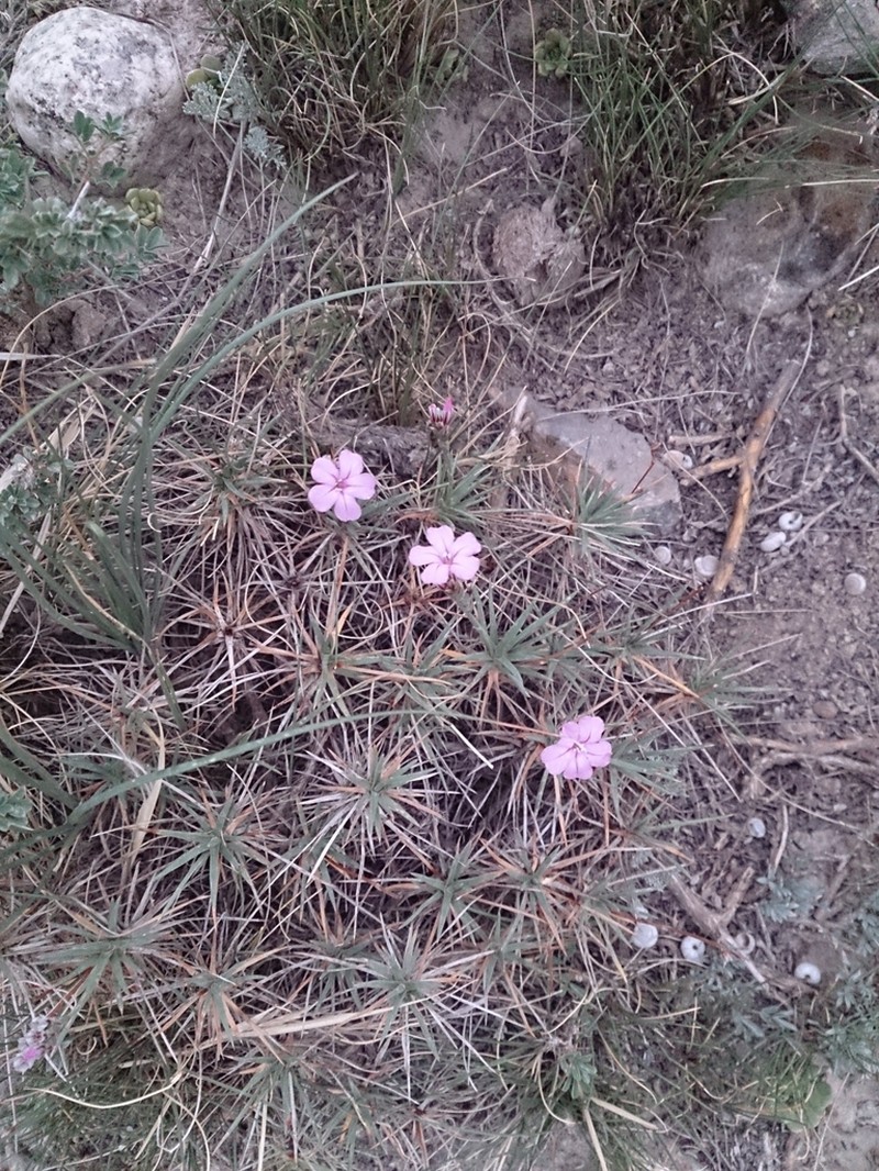 Acantholimon alatavicum photo 7
