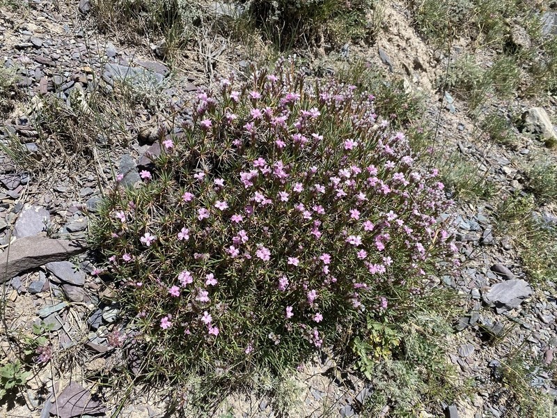 Acantholimon alatavicum photo 8