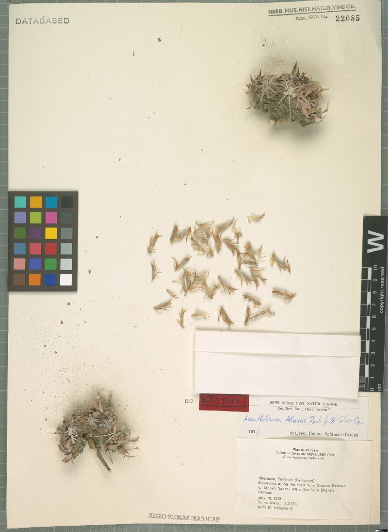 Acantholimon alavae