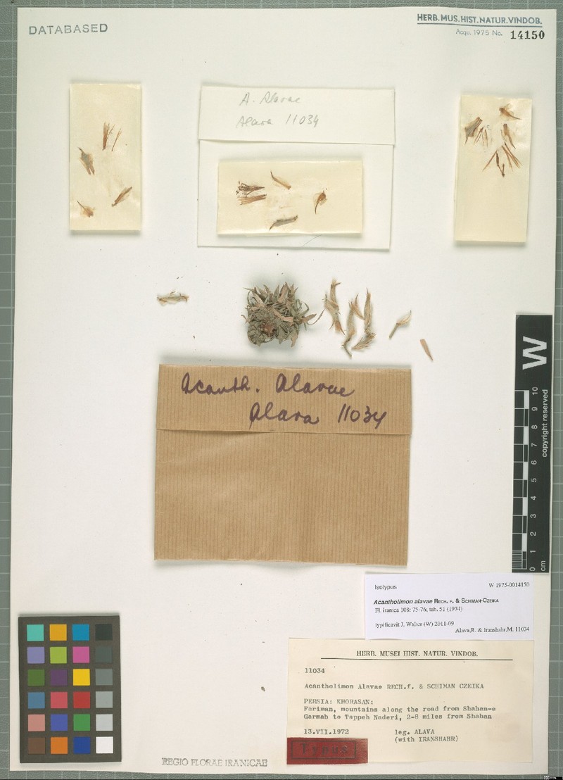 Acantholimon alavae photo 2