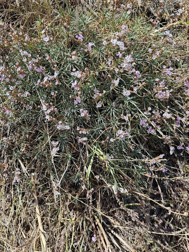 Acantholimon alberti