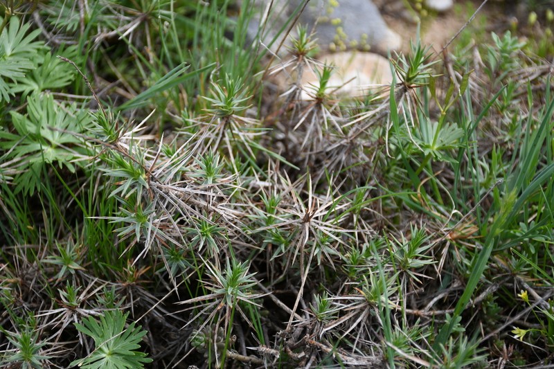 Acantholimon alberti photo 2