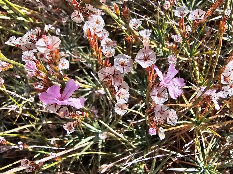 Acantholimon alberti photo 3