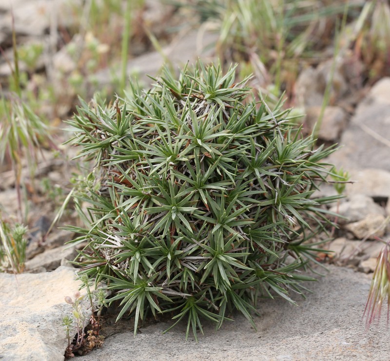 Acantholimon alberti photo 6