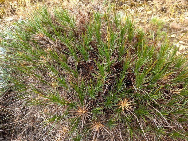 Acantholimon alberti photo 7