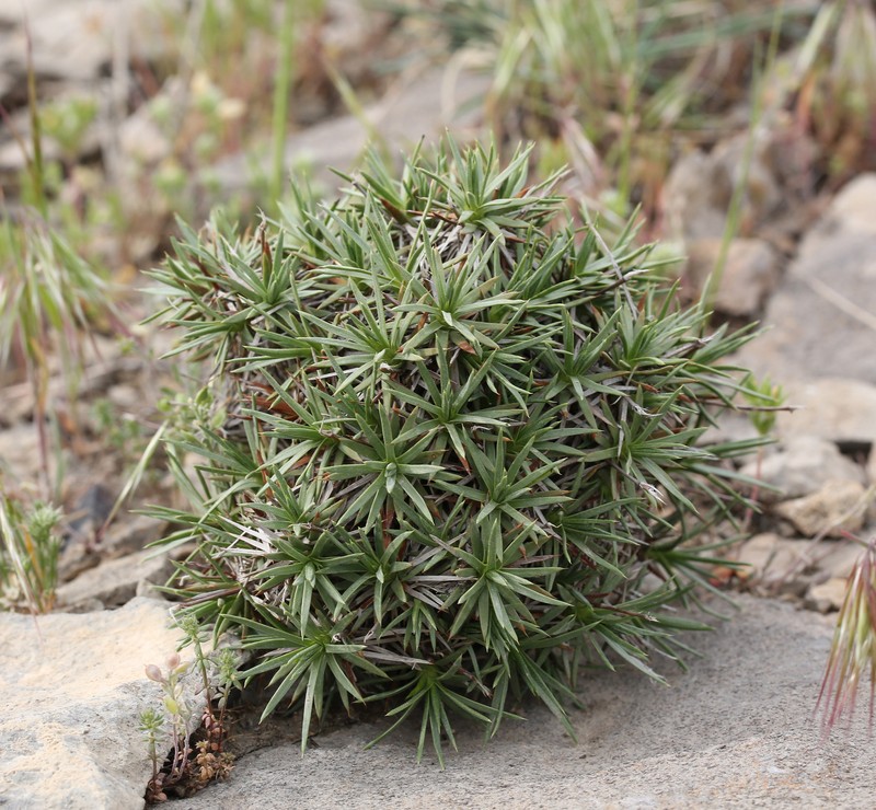 Acantholimon alberti photo 8