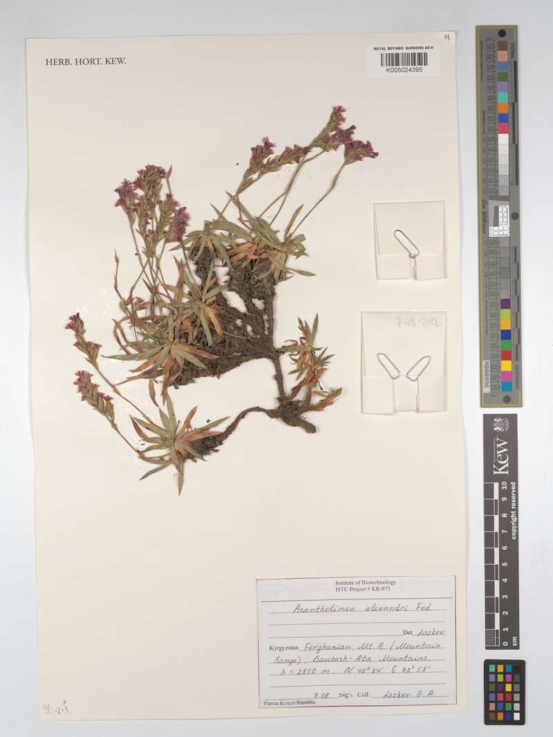 Acantholimon alexandri