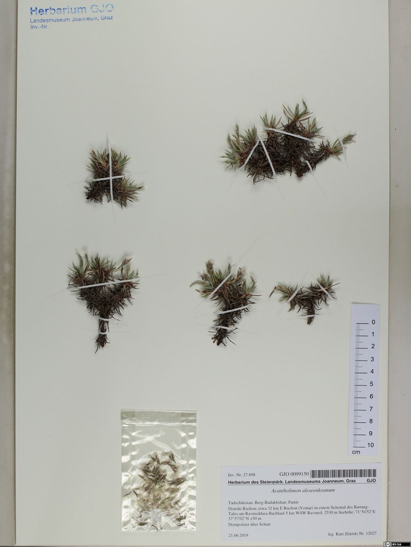 Acantholimon alexeenkoanum