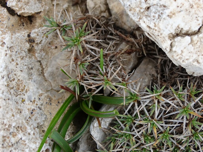Acantholimon androsaceum
