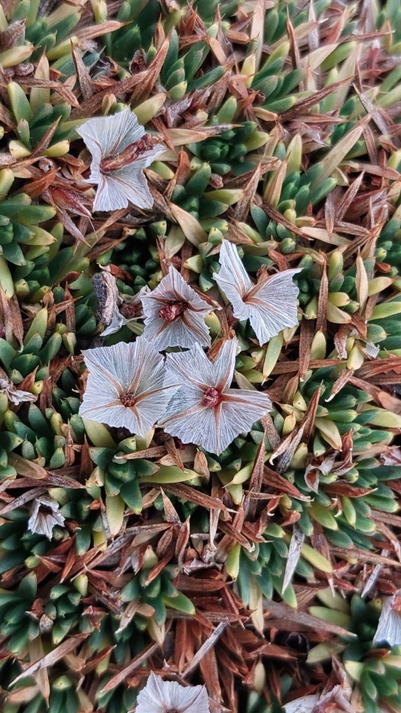 Acantholimon androsaceum photo 2