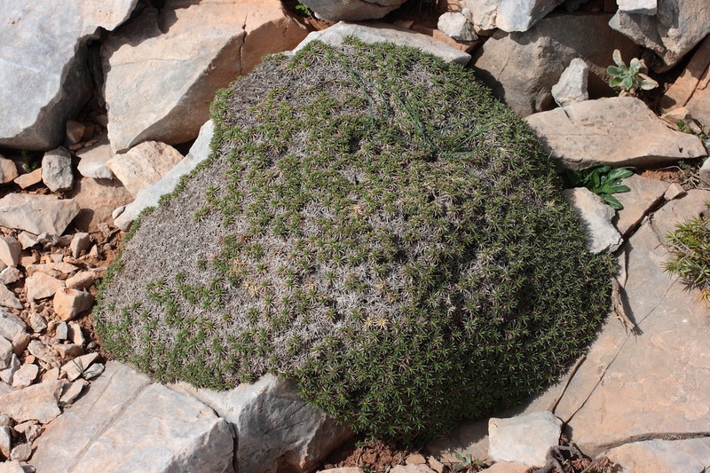 Acantholimon androsaceum photo 3