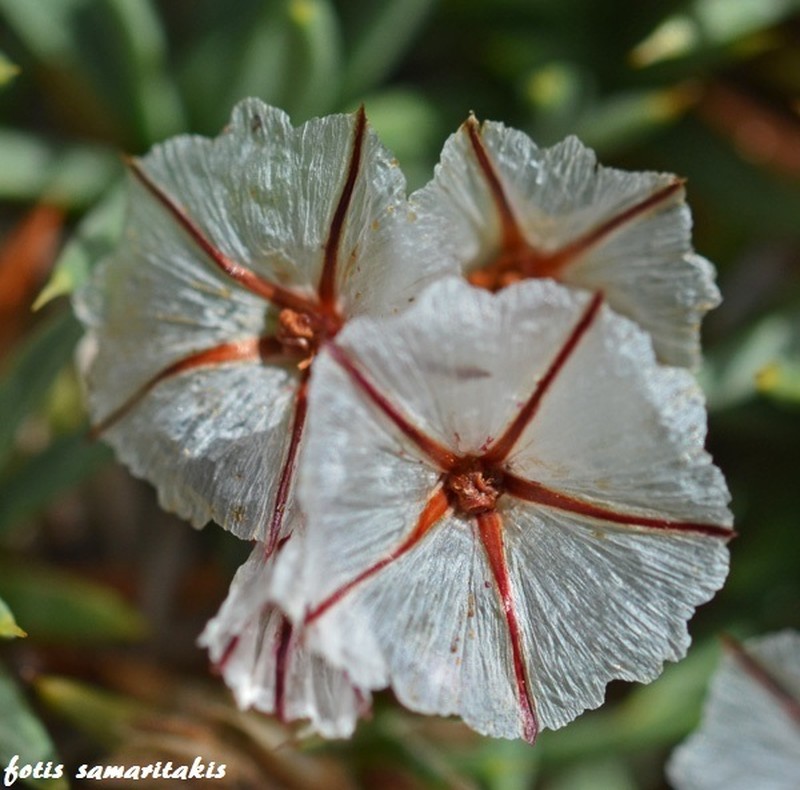 Acantholimon androsaceum photo 4