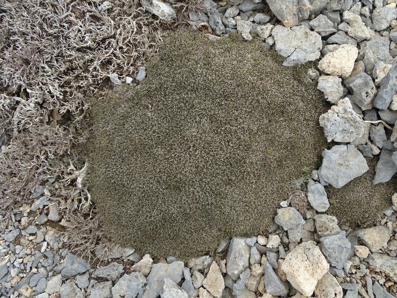 Acantholimon androsaceum photo 5