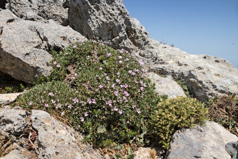 Acantholimon androsaceum photo 8